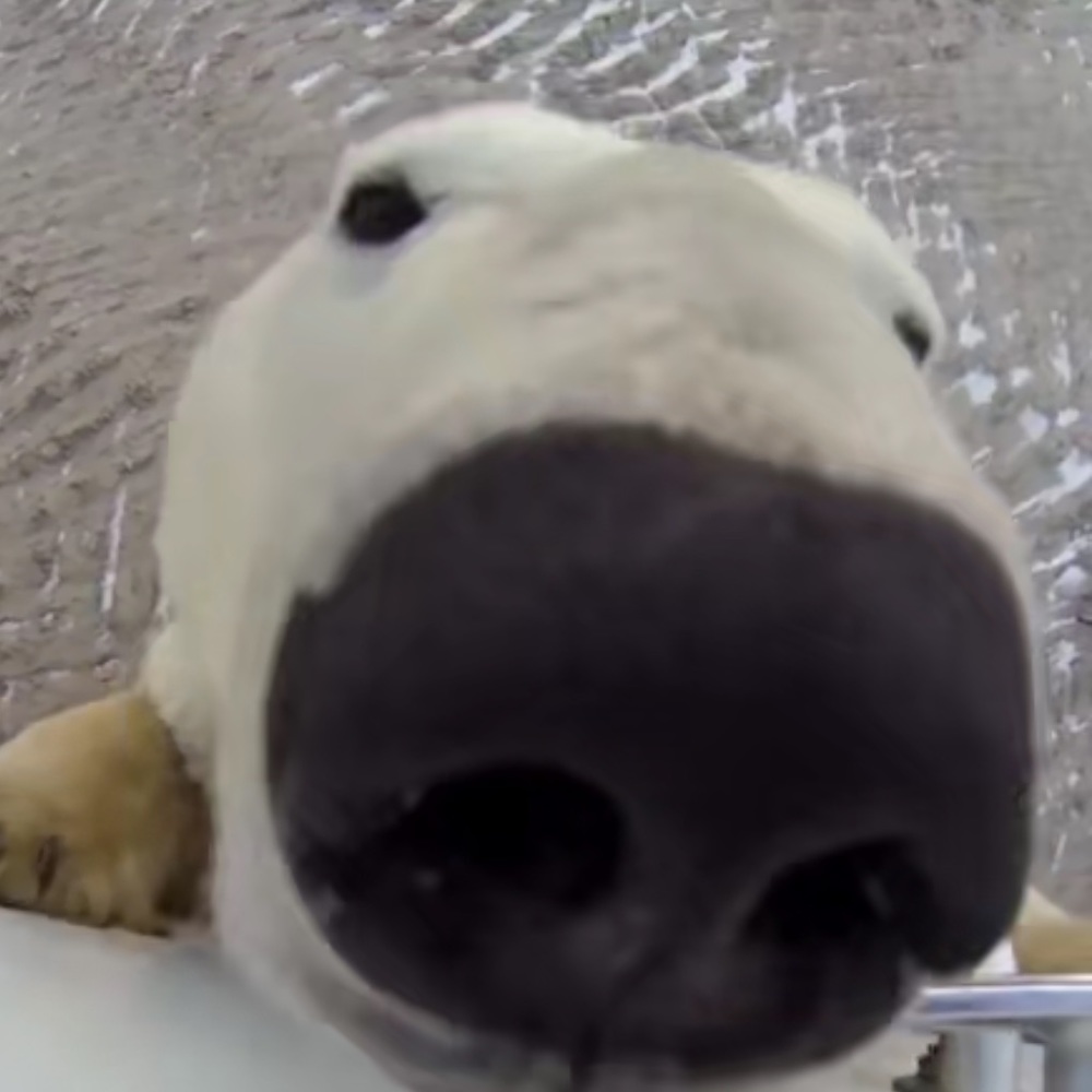 Meet your Posher, Moose